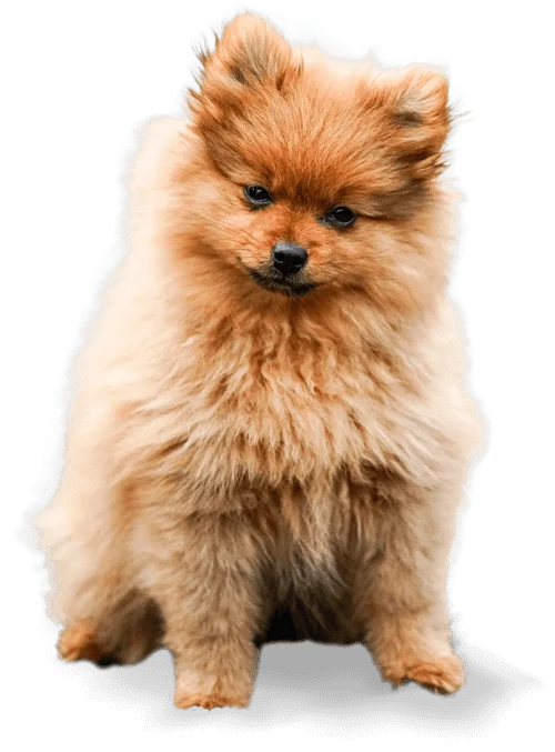 Piensos Pibenca Alimentos para animales