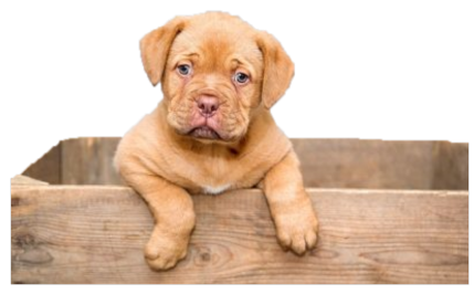 Piensos Pibenca Alimentos para animales