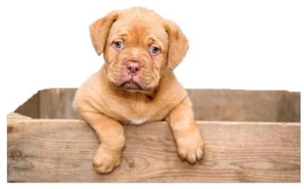 Piensos Pibenca Alimentos para animales